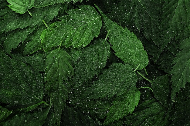 Fond de feuilles vertes humides avec des gouttelettes d'eau Fond d'écran de plantes fraîches Disposition de la forêt de feuilles tropicales pour les éléments de conception créative Disposition créative à partir des feuilles Vue de dessus à plat en gros plan