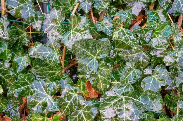 Fond de feuilles vertes humides