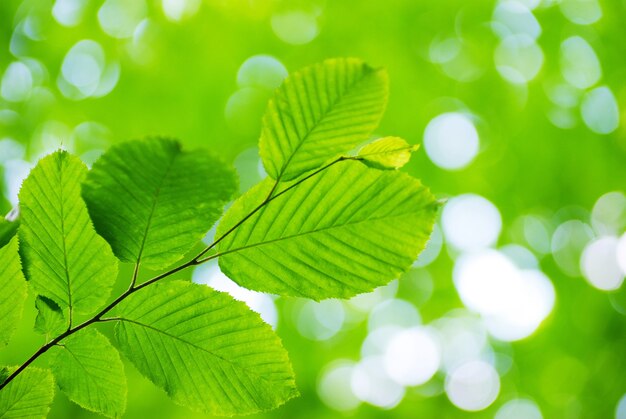 Fond de feuilles vertes en journée ensoleillée