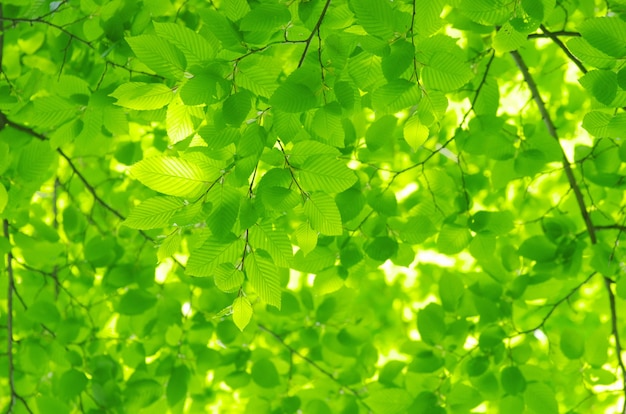 Fond de feuilles vertes en journée ensoleillée