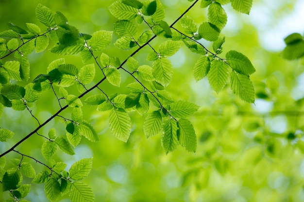 Fond de feuilles vertes en journée ensoleillée