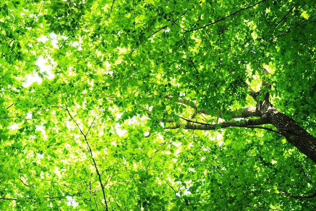 Fond de feuilles vertes en journée ensoleillée