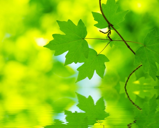 fond de feuilles vertes en journée ensoleillée