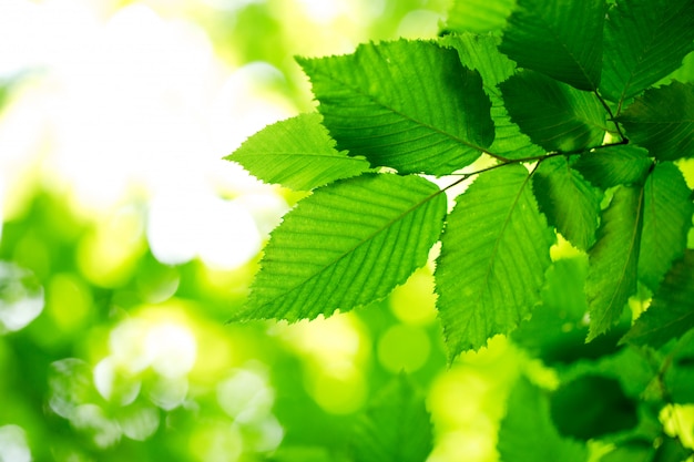 Fond de feuilles vertes en journée ensoleillée