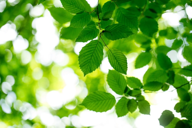 fond de feuilles vertes en journée ensoleillée