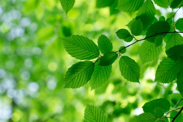 fond de feuilles vertes en journée ensoleillée