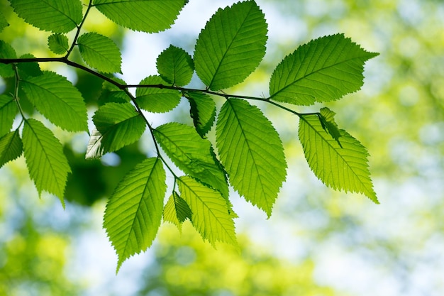 fond de feuilles vertes en journée ensoleillée