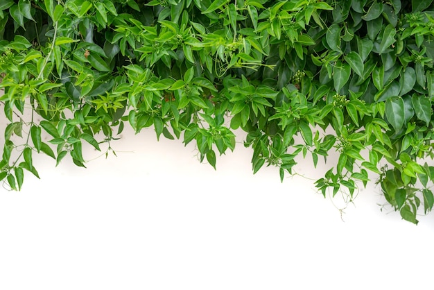 Fond de feuilles vertes sur un mur blanc avec espace de copie en bas Toile de fond de feuillage Flamevine avec un espace vide pour le texte Flore exotique des îles Canaries de Tenerife Espagne