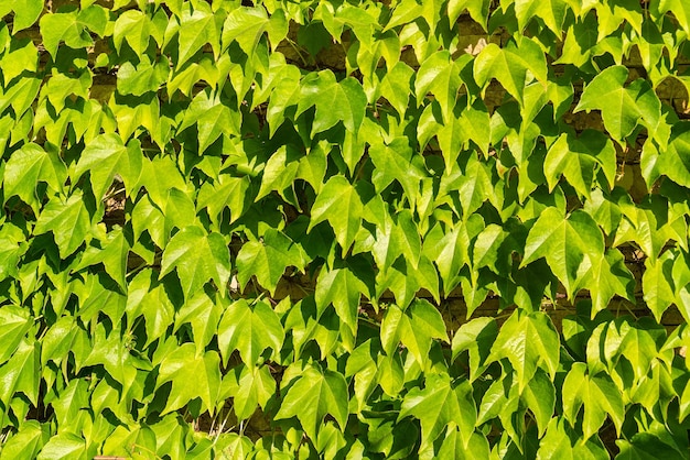 Fond de feuilles vertes sur un mur de briques