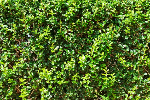Fond de feuilles vertes. mur texturé de petites feuilles