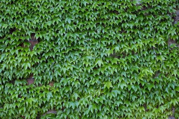 Fond de feuilles vertes naturelles