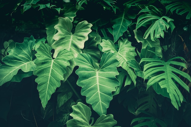 Fond de feuilles vertes (Philodendron, Philodendreae) belles et utiles plantes ornementales décoratives