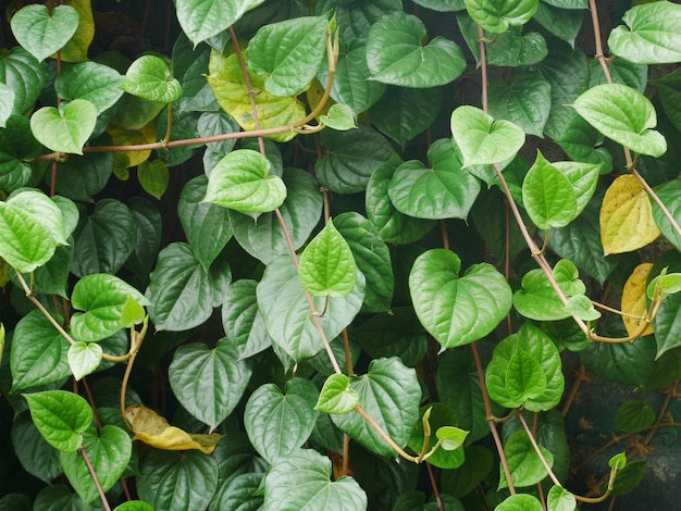 fond de feuilles vertes, plante de la nature