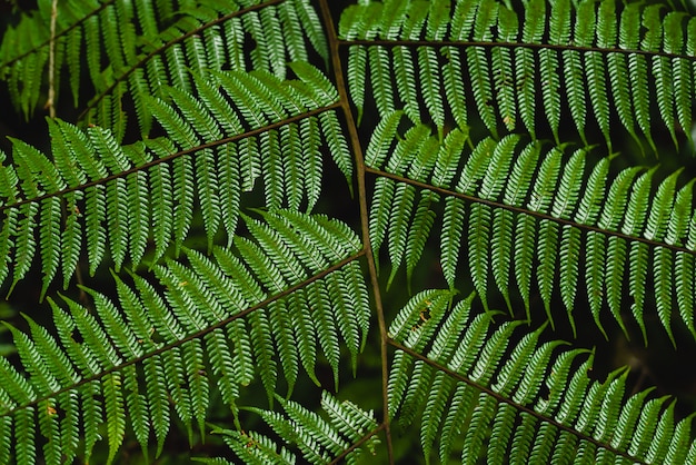 Fond de feuilles vertes. Plante tropicale, environnement, photo concept nature et plante