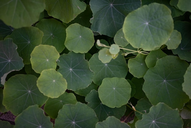 Fond de feuilles vertes rondes principalement floues Gros plan sur des feuilles de printemps luxuriantes de capucine de jardin