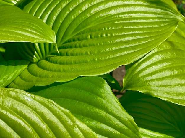 Fond de feuilles vertes Texture parfaite pour la conception Vert juteux