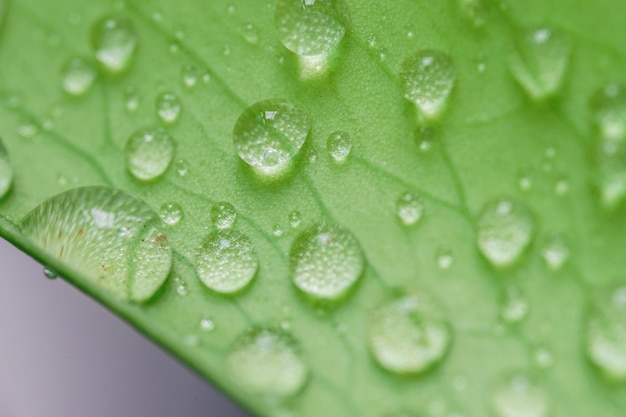 Fond de feuilles vertes tropicales Concept d'été