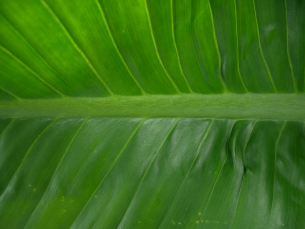 fond de feuilles vertes