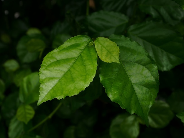 fond de feuilles vertes