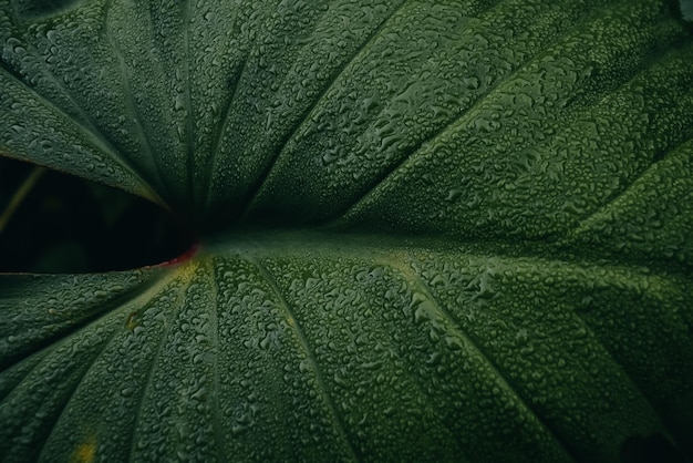 Fond de feuilles vertes