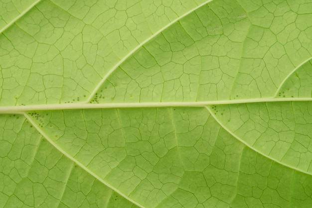 Fond de feuilles vertes