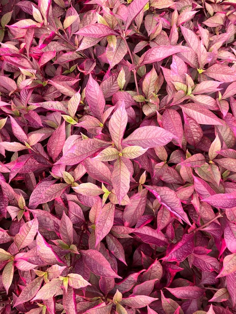 Fond de feuilles violettes et roses Penicilina Alternanthera brasiliana