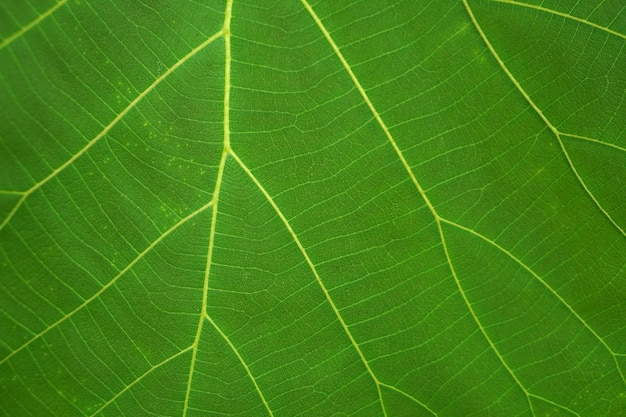 Fond de fibre de feuille verte