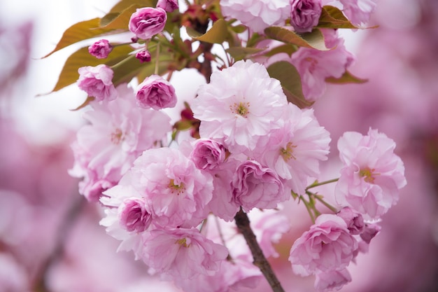 Fond de fleur au printemps ou en été nature au japon, design