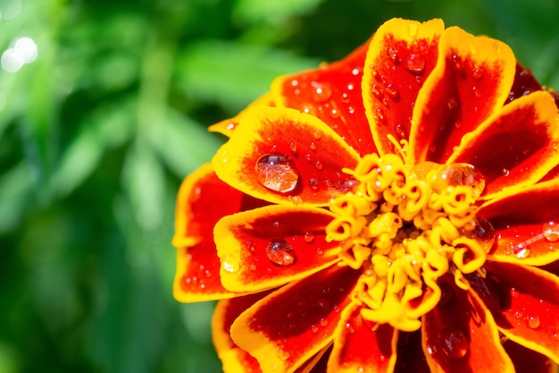 Fond de fleur, belle et lumineuse fleur Tagtes