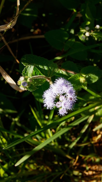 fond de fleur blanche