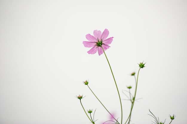 Fond de fleur de Cosmos.