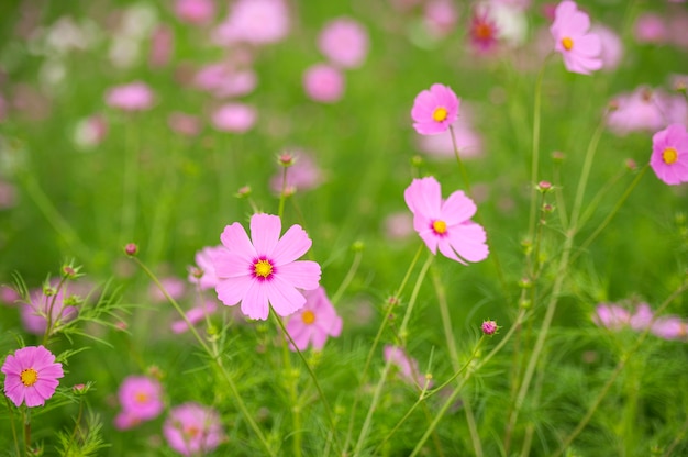 Fond de fleur de Cosmos.