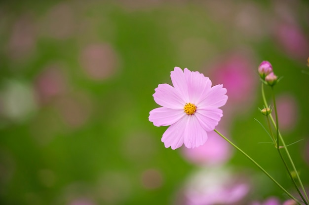 Fond de fleur de Cosmos.