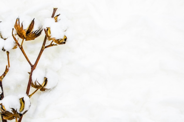 Fond de fleur de coton blanc moelleux