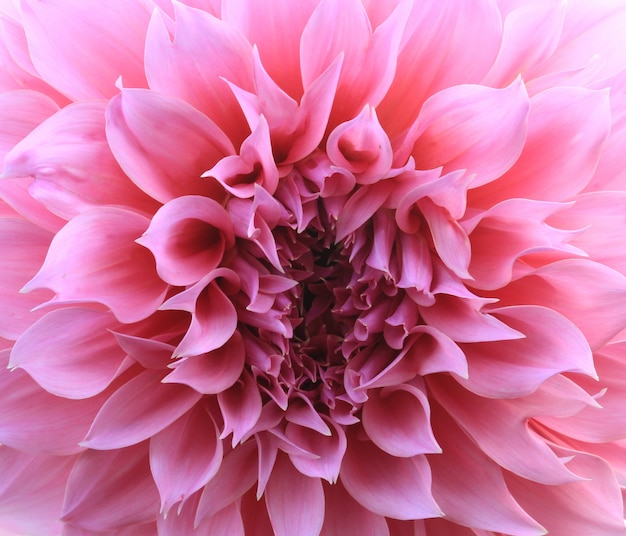 Fond de fleur de dahlia rose