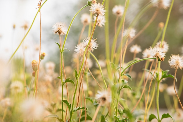 Fond de fleur d'été