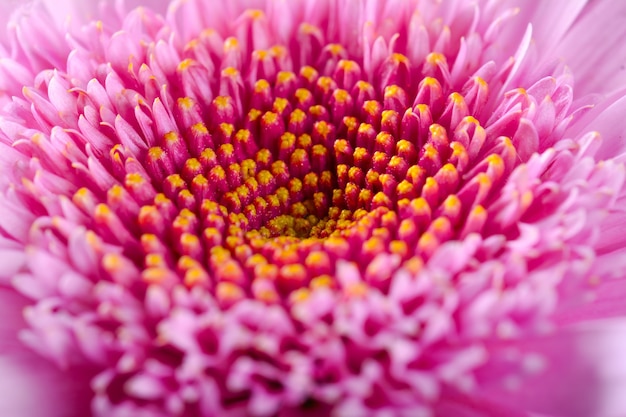 Photo fond de fleur de gerbera rose