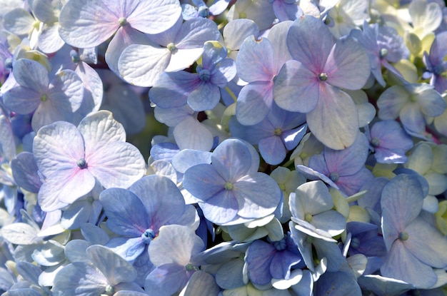 fond de fleur d'hortensia bleuté sous le soleil