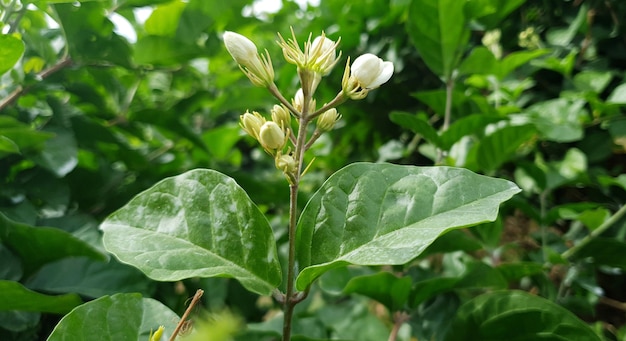 Fond Fleur de Jasmin naturel