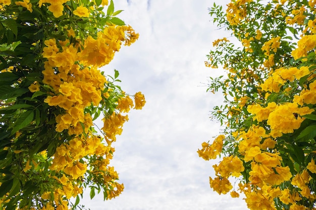 Fond de fleur jaune en été