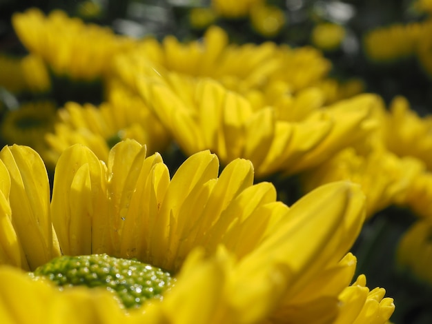 fond de fleur jaune naturel