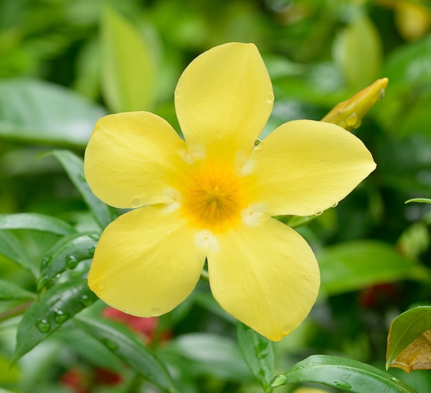 Fond de fleur jaune