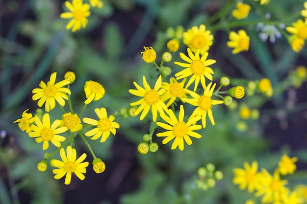 Fond de fleur jaune