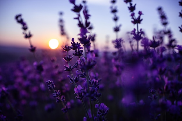 Fond de fleur de lavande avec de belles couleurs violettes et des lumières bokeh fleurissant la lavande dans un