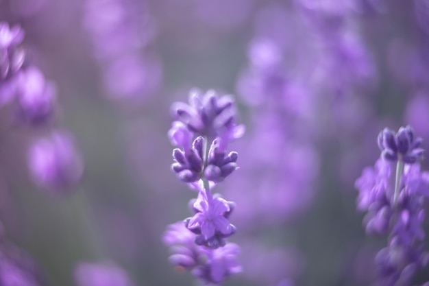 Fond de fleur de lavande avec de belles couleurs violettes et des lumières bokeh fleurissant la lavande dans un