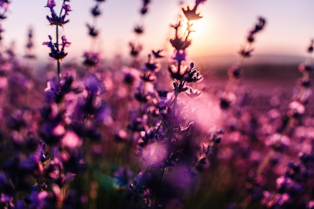 Fond de fleur de lavande avec de belles couleurs violettes et des lumières bokeh fleurissant la lavande dans un