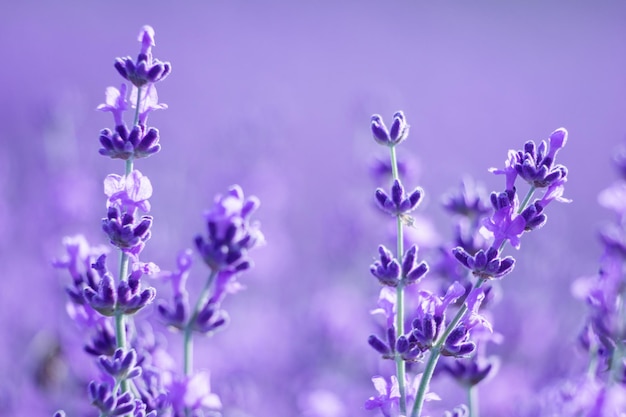 Fond de fleur de lavande avec de belles couleurs violettes et des lumières bokeh fleurissant la lavande dans un