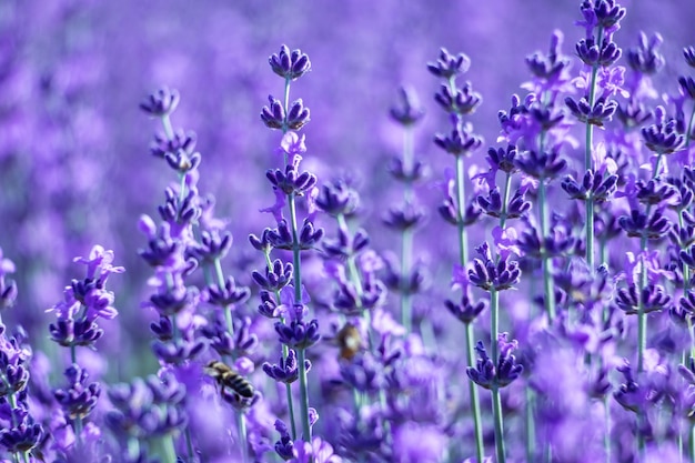 Fond de fleur de lavande avec de belles couleurs violettes et des lumières bokeh fleurissant la lavande dans un