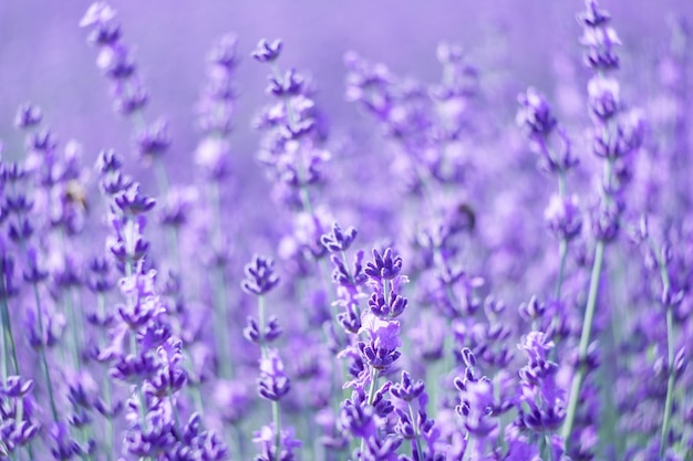 Fond de fleur de lavande avec de belles couleurs violettes et des lumières bokeh fleurissant la lavande dans un