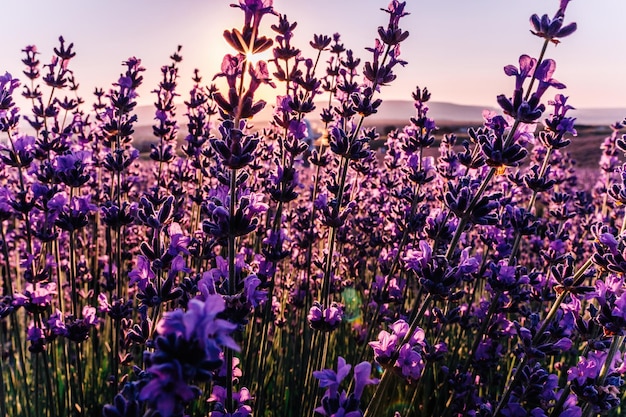 Fond de fleur de lavande avec de belles couleurs violettes et des lumières bokeh Lavande en fleurs dans un champ au coucher du soleil en Provence France Gros plan Mise au point sélective